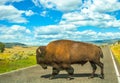Buffalo crossing in Yellowstone