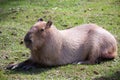 Side view of adult capybara resting in the sun with eyes closed