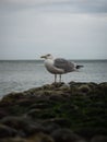 Side view of adult european herring gull larus argentatus sitting on rock stone dam in Etretat Normandy France Europe Royalty Free Stock Photo