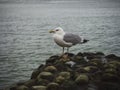 Side view of adult european herring gull larus argentatus sitting on rock stone dam in Etretat Normandy France Europe Royalty Free Stock Photo