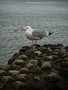 Side view of adult european herring gull larus argentatus sitting on rock stone dam in Etretat Normandy France Europe Royalty Free Stock Photo