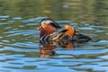 Side view of adult male mandarin duck floating in water Royalty Free Stock Photo