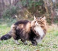 Side view of a adult male norwegian forest cat standing over the lawn looking around