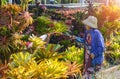 Side view of adult woman watering different types of colorful bromeliad plants in ornamental plant nurseries at home