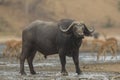 Side view of African Buffalo bull (Syncerus caffer)