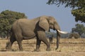 Side view of African Elephant bull walking Royalty Free Stock Photo