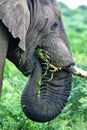 Close-up of an African elephant eating Royalty Free Stock Photo