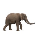 Side View Of African Elephant Walking. 3D Illustration