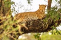 Leopard on tree