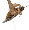 Side view of African Mantis, eating