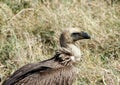 Side view of African White-backed Vulture