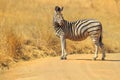 Zebra in Madikwe Royalty Free Stock Photo