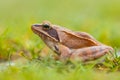 Side View of Agile Frog (Rana dalmatina) in Grass