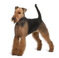 Side view of Airedale Terrier, standing