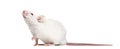 Side view of an albino white mouse looking up, Royalty Free Stock Photo