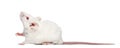 Side view of an albino white mouse looking up, Mus musculus Royalty Free Stock Photo