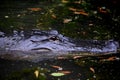 Side View of an Alligator in a Swamp