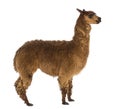 Side view of an Alpaca against white background Royalty Free Stock Photo