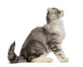 Side view of an American Curl kitten, sitting