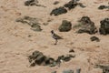 Side view of an American Golden Plover standing on a sandy and rocky beach in Maui, Hawaii