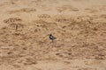 Side view of an American Golden Plover walking on a sandy beach at Ma`alaea Bay in Kihei, Maui