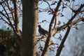 Side View of an American Robin on a King Crimson Maple Tree Branch