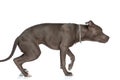 Side view of american staffordshire terrier with chain collar walking Royalty Free Stock Photo