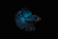 Side view angle of Black Blue Mamba Avatar halfmoon betta splendens / siamese fighting fish isolated on black color background. Royalty Free Stock Photo