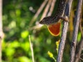 Side view of an anole lizard on a branch