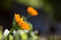 Calendula officinalis flower illuminated by the sun. Royalty Free Stock Photo