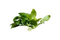 Side View Anubias Nana Golden popular aquarium plant isolated on white background with clipping path