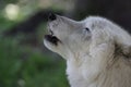 Side view of Arctic White Wolf Howling