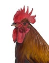 Side view of a Ardennaise rooster isolated on white Royalty Free Stock Photo
