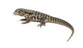 side view of a Argentine black and white tegu, Salvator merianae Royalty Free Stock Photo