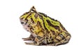 Side view of an Argentine Horned Frog, Ceratophrys ornata