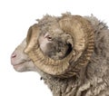 Side view of Arles Merino sheep, ram, 5 years old