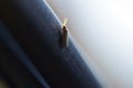 Side view of a Arocatus longiceps -long bug- on a dark surface against a bright background Royalty Free Stock Photo