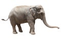 Side view of asian elephant playing isolated white background us