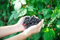Side view Asian man hands with full palms of fresh harvested ripe blackberries, lush green berry bush background, organic berries Royalty Free Stock Photo
