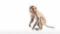 Side view from attentive Monkey Royalty Free Stock Photo