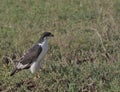 side view of augur buzzard standing alert and watching for prey on the ground in the wild ngorongoro crater, tanzania Royalty Free Stock Photo