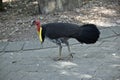 Australian bush turkey Royalty Free Stock Photo