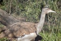 The Australian bustard is emerging from a forest