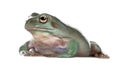 Side view of Australian Green Tree Frog Royalty Free Stock Photo