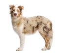 Side view of a Australian Shepherd, 5 months old, standing and looking at the camera Royalty Free Stock Photo