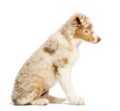 Side view of an Australian Shepherd puppy Royalty Free Stock Photo