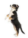 Side view of an Australian Shepherd puppy, 2 months old Royalty Free Stock Photo