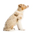 Side view of an Australian Shepherd puppy, 3.5 months old Royalty Free Stock Photo