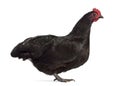 Side view of an Australorp chicken Royalty Free Stock Photo