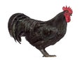 Side view of an Australorp rooster Royalty Free Stock Photo